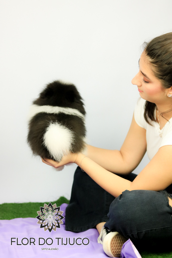 lulu da pomerânia filhote branco e preto 